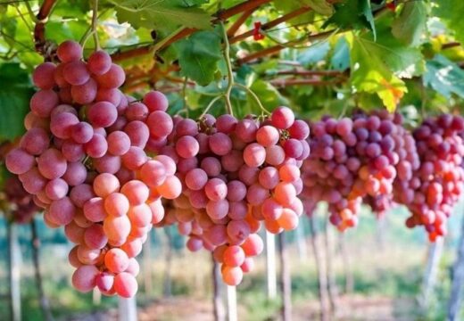 Nho Ninh Thuận – Đặc Sản Miền Nắng Gió Được Ưa Chuộng Nhất Hiện Nay